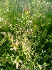 Poa