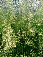 Poa