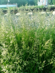 Poa