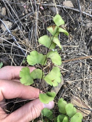 Adiantum jordanii image