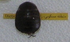 Polyphaga aegyptiaca