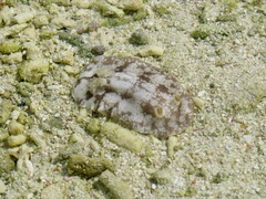 Platydoris scabra