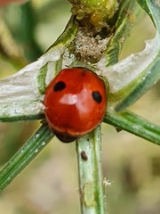 Adalia bipunctata