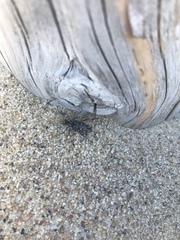 Xylotrechus rusticus