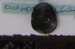 Polyphaga aegyptiaca