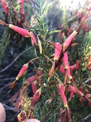 Erica plukenetii