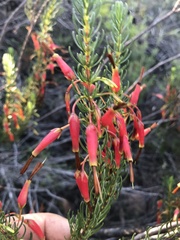 Erica plukenetii