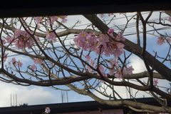 Tabebuia rosea
