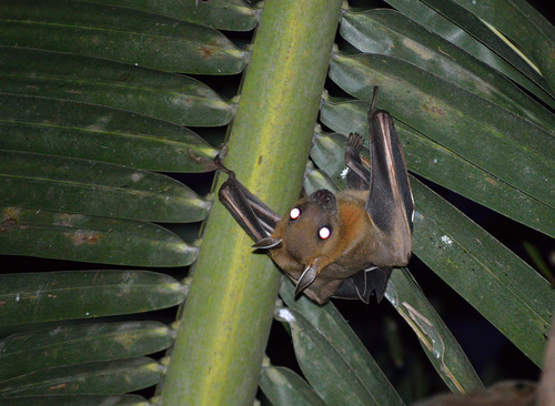 Greater Short-nosed Fruit Bat