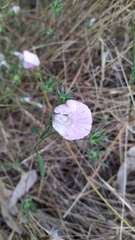 Malva hispanica