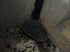 Polyphaga aegyptiaca