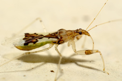 Gorpis elegans