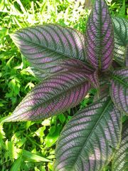 Strobilanthes auriculata dyeriana