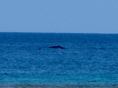 Megaptera novaeangliae australis