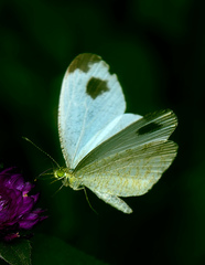 Leptosia nina