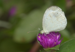Leptosia nina