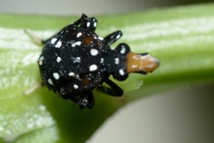 Kalidasa lanata