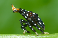 Kalidasa lanata