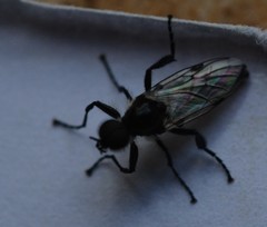Bibio albipennis
