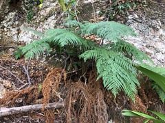 Pteris tremula