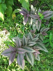 Strobilanthes auriculata dyeriana