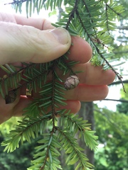 Tsuga heterophylla
