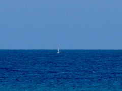 Megaptera novaeangliae australis