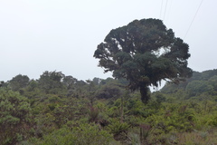Quercus costaricensis