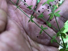 Galium leptogonium