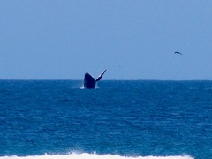 Megaptera novaeangliae australis