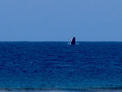 Megaptera novaeangliae australis