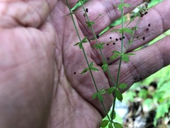 Galium leptogonium