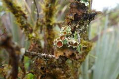 Lobariella