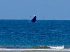 Megaptera novaeangliae australis