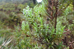 Hypericum irazuense