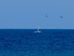 Megaptera novaeangliae australis