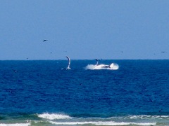 Megaptera novaeangliae australis