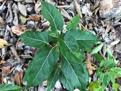 Leichhardtia lloydii