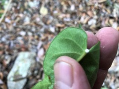 Leichhardtia lloydii