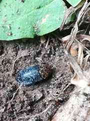Dermestes undulatus