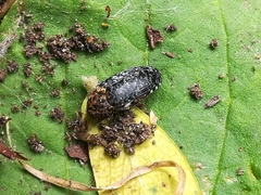 Dermestes undulatus