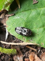 Dermestes undulatus