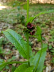 Cynoglossum germanicum
