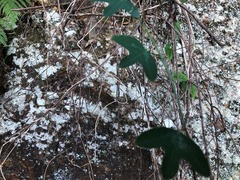 Passiflora aurantia