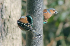 Fringilla coelebs