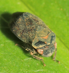 Penthimia scutellata
