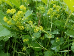 Alchemilla subcrenata