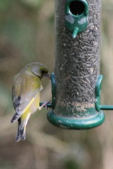 Chloris chloris