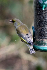 Chloris chloris