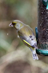 Chloris chloris